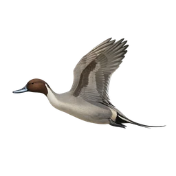 Northern Pintail, in flight