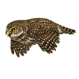 Northern Pygmy-Owl, in flight
