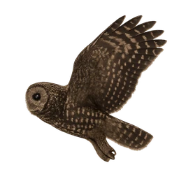 Northern Spotted Owl, in flight