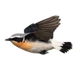 Northern Wheatear, in flight