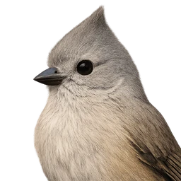 Oak Titmouse, profile