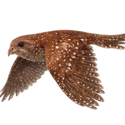 Oilbird, in flight