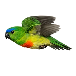 Orange-bellied Parrot, in flight