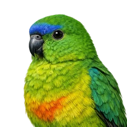 Orange-bellied Parrot, profile