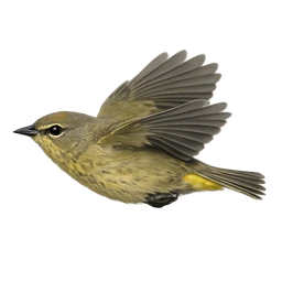 Orange-crowned Warbler, in flight