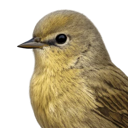 Orange-crowned Warbler, profile