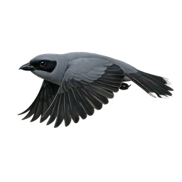 Oriental Cuckooshrike, in flight
