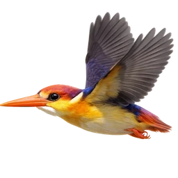 Oriental Dwarf Kingfisher, in flight