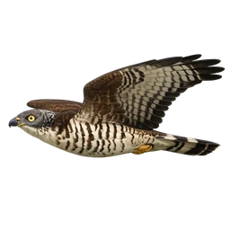 Oriental Honey-buzzard, in flight