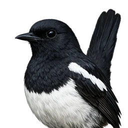 Oriental Magpie-Robin, profile