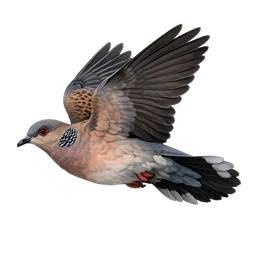 Oriental Turtle-Dove, in flight