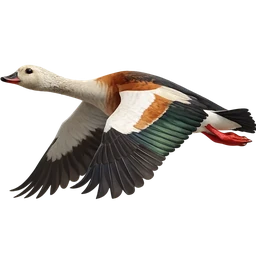 Orinoco Goose, in flight
