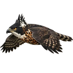 Ornate Hawk-Eagle, in flight