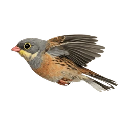 Ortolan Bunting, in flight