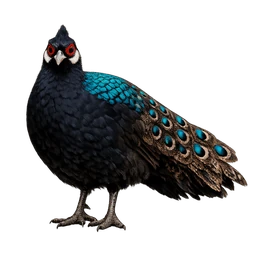 Palawan Peacock-Pheasant, a epic bird in Roost
