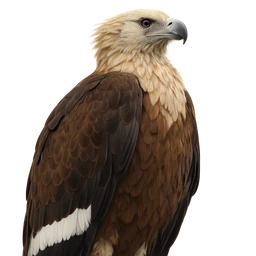 Pallas’s Fish Eagle, profile