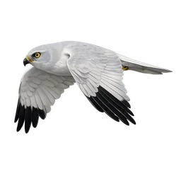 Pallid Harrier, in flight