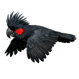 Palm Cockatoo, in flight