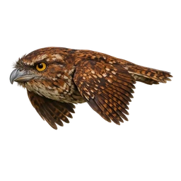 Papuan Frogmouth, in flight