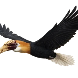 Papuan Hornbill, in flight