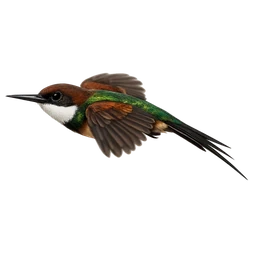 Paradise Jacamar, in flight
