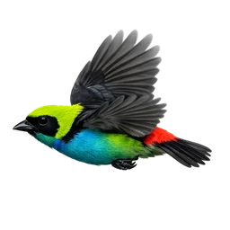 Paradise Tanager, in flight