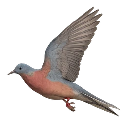 Passenger Pigeon, in flight