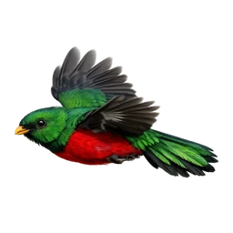 Pavonine Quetzal, in flight