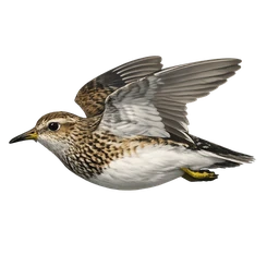 Pectoral Sandpiper, in flight