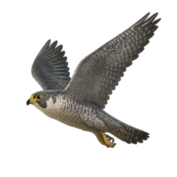 Peregrine Falcon, in flight