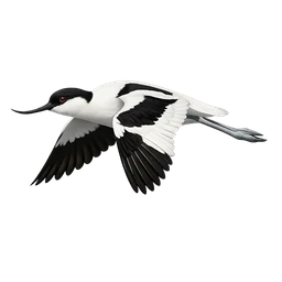 Pied Avocet, in flight