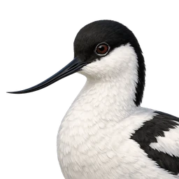 Pied Avocet, profile