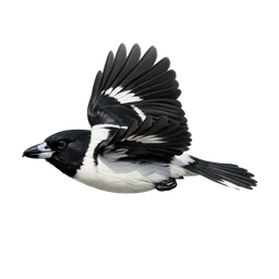 Pied Butcherbird, in flight