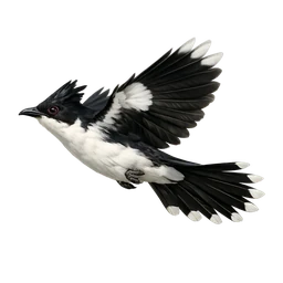 Pied Cuckoo, in flight