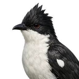 Pied Cuckoo, profile