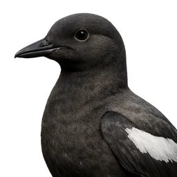 Pigeon Guillemot, profile