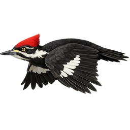 Pileated Woodpecker, in flight