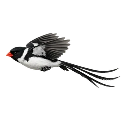 Pin-tailed Whydah, in flight