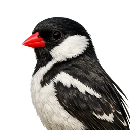 Pin-tailed Whydah, profile
