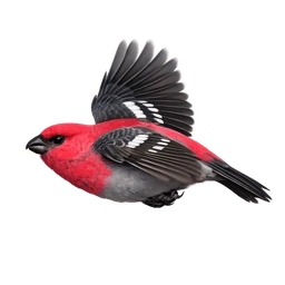 Pine Grosbeak, in flight