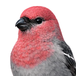 Pine Grosbeak, profile