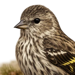 Pine Siskin, profile