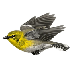 Pine Warbler, in flight