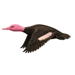 Pink-headed Duck, in flight