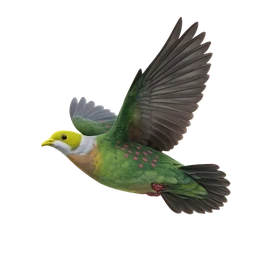 Pink-spotted Fruit-Dove, in flight