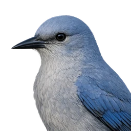 Pinyon Jay, profile