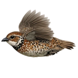 Plains-wanderer, in flight