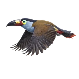 Plate-billed Mountain-Toucan, in flight