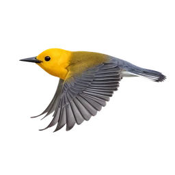 Prothonotary Warbler, in flight