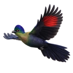 Purple-crested Turaco, in flight